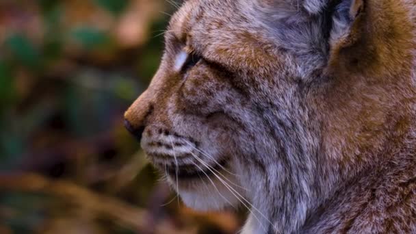 Close Lynx Cat Forest Sunny Day Spring — Stock video