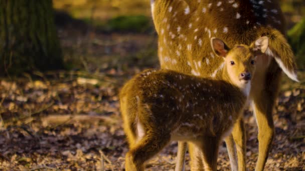 Acercamiento Los Jóvenes Ciervos Del Eje Bosque Soleado Día Primavera — Vídeo de stock