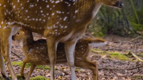 晴れた春の日に森の中の若い軸鹿の閉鎖 — ストック動画