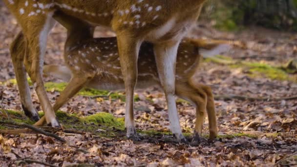 晴れた春の日に森の中の若い軸鹿の閉鎖 — ストック動画