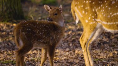 Güneşli bir bahar gününde ormanda genç Axis geyiğine yaklaş.