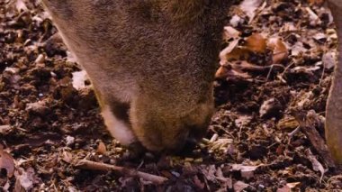 Güneşli bir günde ormanda geyiklere yaklaşmak.