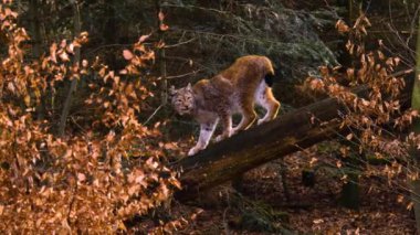 Sonbaharın güneşli bir gününde ormanda vaşak kedisine yakın.