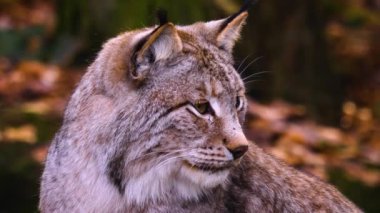 Sonbaharın güneşli bir gününde ormanda vaşak kedisine yakın.