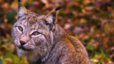Sonbaharın güneşli bir gününde ormanda vaşak kedisine yakın.