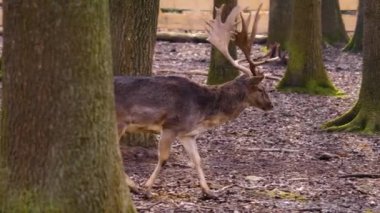 Sonbaharın güneşli bir gününde ormandaki baraj geyiğine yakın.