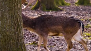 Sonbaharın güneşli bir gününde ormandaki baraj geyiğine yakın.