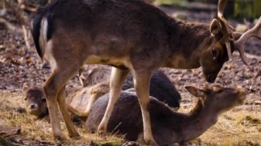 Sonbaharın güneşli bir gününde ormandaki baraj geyiğine yakın.
