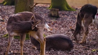 Sonbaharın güneşli bir gününde ormandaki baraj geyiğine yakın.
