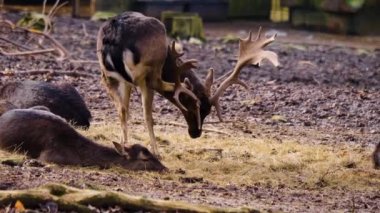 Sonbaharın güneşli bir gününde ormandaki baraj geyiğine yakın.