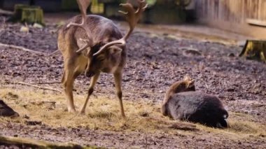 Sonbaharın güneşli bir gününde ormandaki baraj geyiğine yakın.