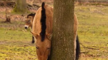 Przewalski 'nin atları yazın güneşli bir günde ormanda dikilip etrafa bakınıyor.