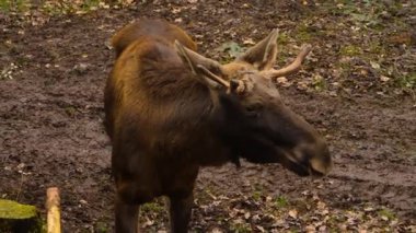 Güneşli bir sonbahar gününde ormanda dinlenen geyikten uzakta..