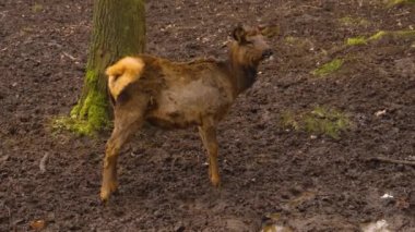 Sonbaharın güneşli bir gününde ormandaki baraj geyiğine yakın.