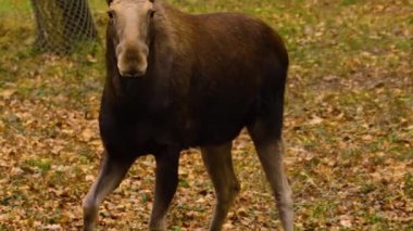 Güneşli bir sonbahar gününde ormanda dinlenen geyikten uzakta..
