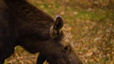 Güneşli bir sonbahar gününde ormanda dinlenen geyikten uzakta..