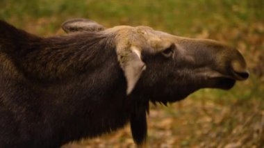 Güneşli bir sonbahar gününde ormanda dinlenen geyikten uzakta..