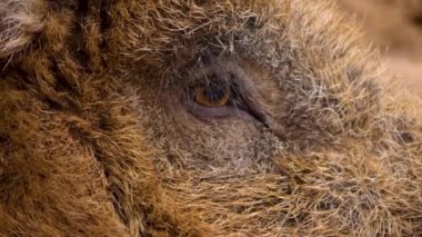 Yaban domuzu gibi etrafı kolaçan et.