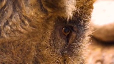 Yaban domuzu gibi etrafı kolaçan et.