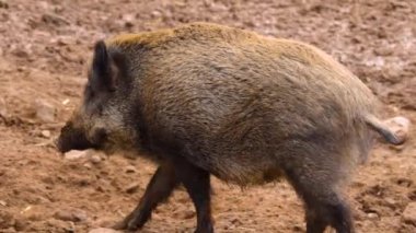 Yaban domuzu gibi etrafı kolaçan et.