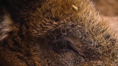 Yaban domuzu gibi etrafı kolaçan et.