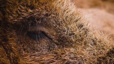 Yaban domuzu gibi etrafı kolaçan et.