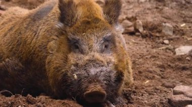 Yaban domuzu gibi etrafı kolaçan et.