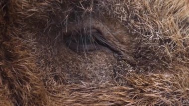 Yaban domuzu gibi etrafı kolaçan et.