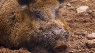 Yaban domuzu gibi etrafı kolaçan et.