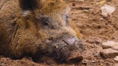 Yaban domuzu gibi etrafı kolaçan et.