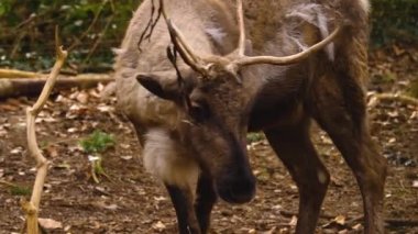  Ren geyiklerinin güneşli bir sonbaharda ormanda nüksetmesine yakın.