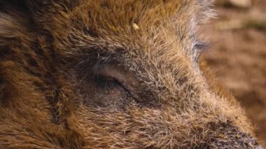 Yaban domuzu gibi etrafı kolaçan et.