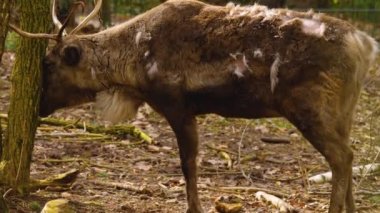  Ren geyiklerinin güneşli bir sonbaharda ormanda nüksetmesine yakın.
