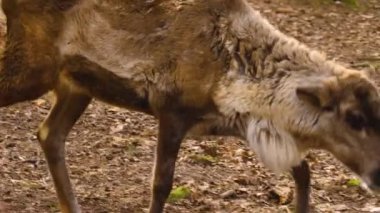  Ren geyiklerinin güneşli bir sonbaharda ormanda nüksetmesine yakın.