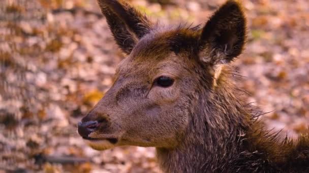 秋の晴れた日に森の中のダム鹿の閉鎖 — ストック動画