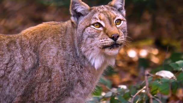 Close Lince Gato Floresta Dia Ensolarado Outono — Vídeo de Stock