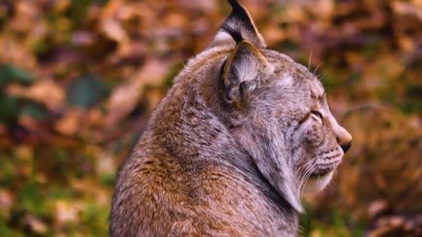 Close Lynx Cat Forest Sunny Day Autumn — Stock video