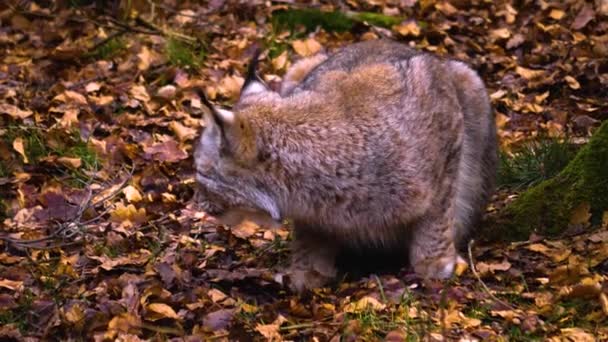 秋の晴れた日に森の中でリンクス猫のクローズアップ — ストック動画