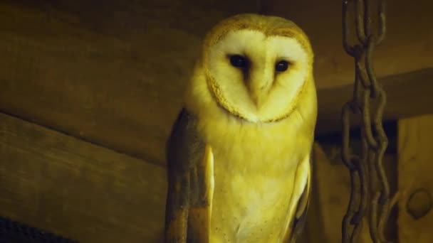 Close Barn Owl Barn Blinking — 图库视频影像