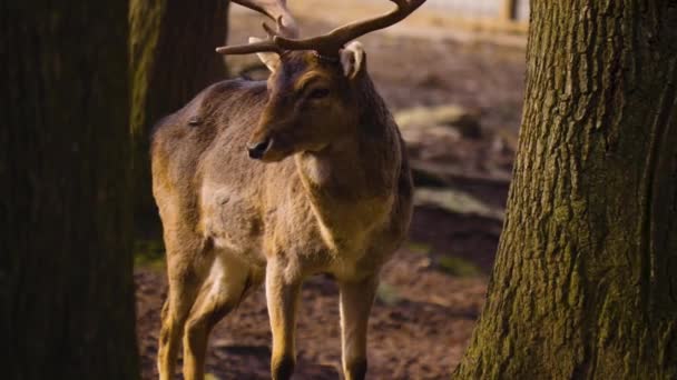 Close Cervo Diga Nel Bosco Una Giornata Sole Autunno — Video Stock