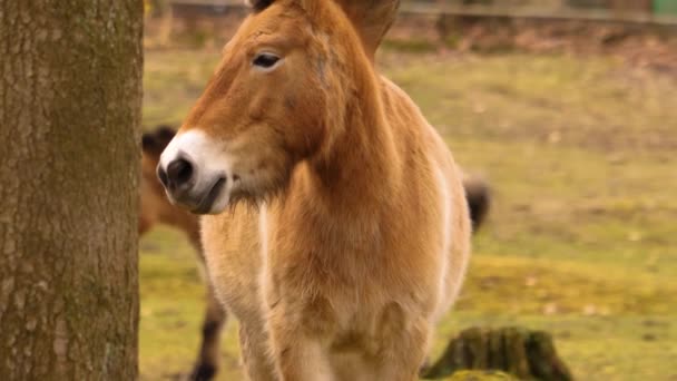 Przewalski Horses Standing Woods Looking Sunny Day Summer — Stock Video