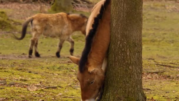 Άλογα Του Przewalski Στέκονται Στο Δάσος Και Κοιτάζουν Γύρω Τους — Αρχείο Βίντεο