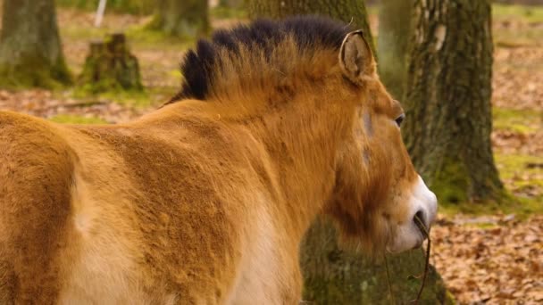 Άλογα Του Przewalski Στέκονται Στο Δάσος Και Κοιτάζουν Γύρω Τους — Αρχείο Βίντεο