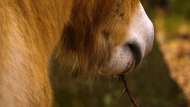 Przewalski Horses Standing Woods Looking Sunny Day Summer — Video Stock