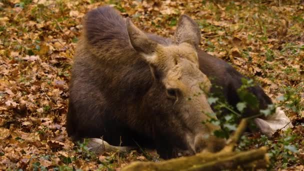 Close Moose Resting Woods Sunny Day Autumn — Stockvideo