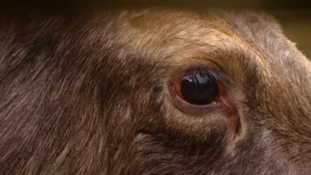 가을의 속에서 말코손바닥사슴의 모습을 가까이 — 비디오
