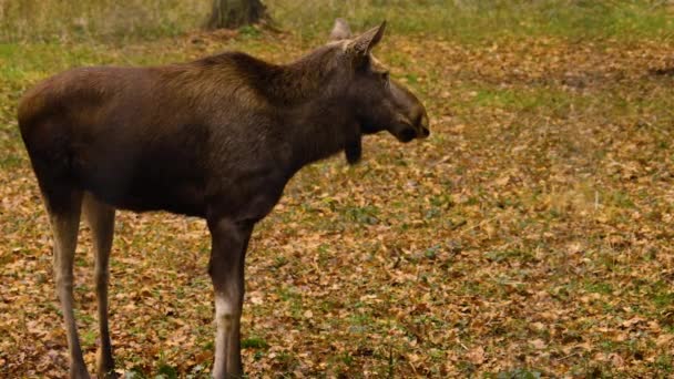Close Moose Resting Woods Sunny Day Autumn — Stockvideo