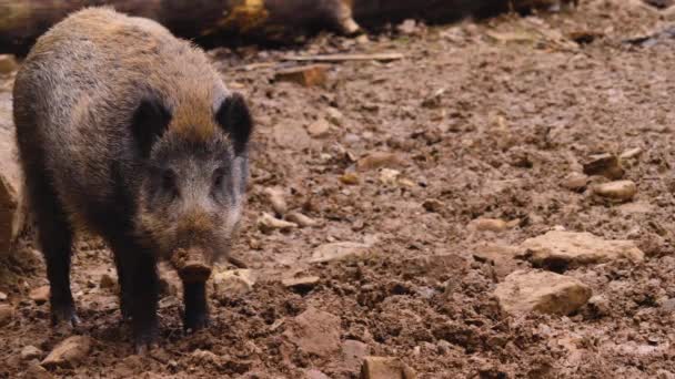 Primo Piano Del Maiale Cinghiale Guardando Annusando Giro — Video Stock