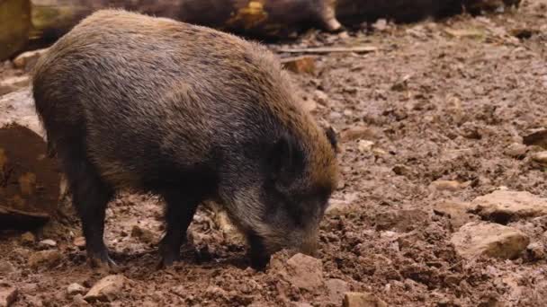 Close Wild Boar Pig Looking Sniffing — Stock Video