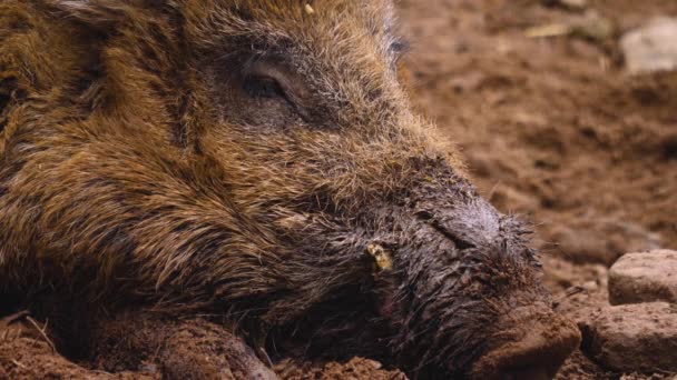 Close Wild Boar Pig Looking Sniffing — 图库视频影像